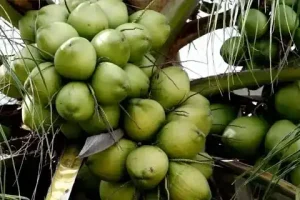 Cara Membuat Minyak Bulu Perindu yang Ampuh