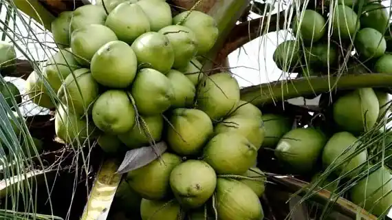 Cara Membuat Minyak Bulu Perindu yang Ampuh