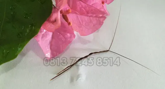 Cara Guna Bulu Perindu untuk Pelet Jarak Dekat dan Jauh
