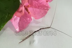 Doa Amalan Bulu Perindu: Pelet Ampuh yang Memikat Hati