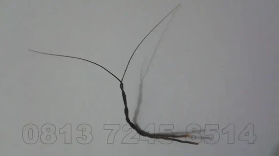 Jenis Bulu Perindu Asli Kalimantan dan Manfaatnya